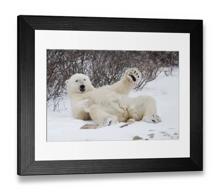 Framed Print : Lying Polar bear (Ursus maritimus)