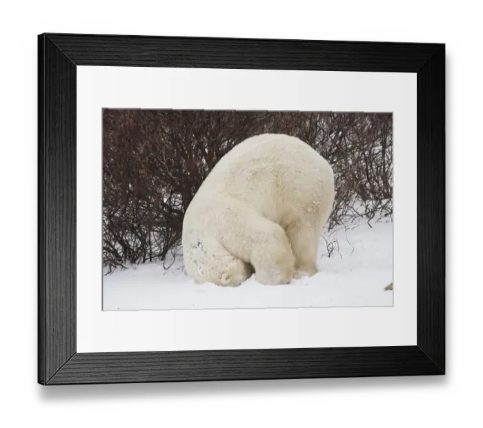 Framed Print : Polar Bear (Ursus maritimus) doing a somersault