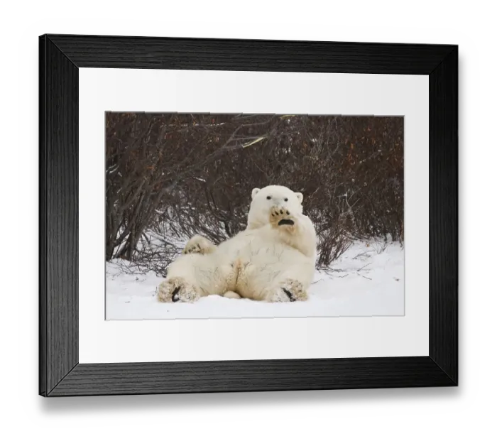 Framed Print : Polar Bear (Ursus maritimus) laying on its back Framed Print : Polar Bear (Ursus maritimus) laying on its back