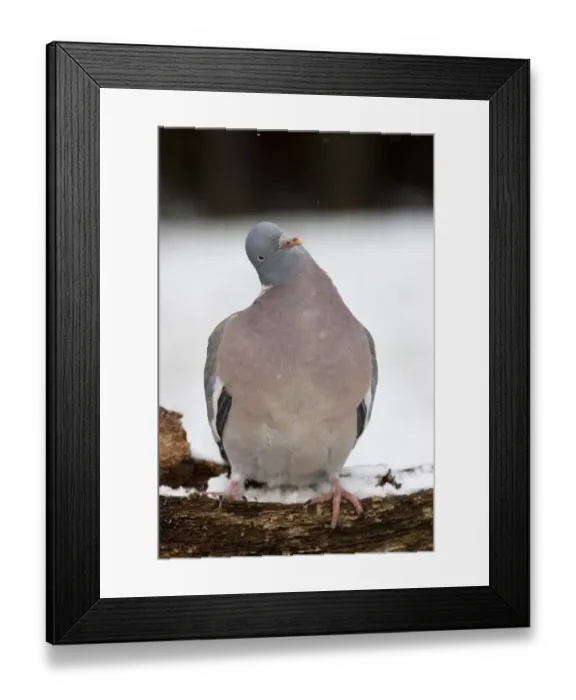 Framed Print : Curious wood pigeon Framed Print : Curious wood pigeon