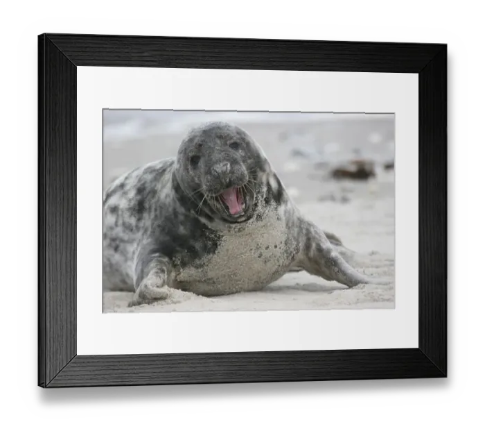 Framed Print : Yawning horsehaed seal Framed Print : Yawning horsehaed seal