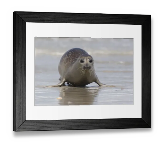Framed Print : Common seal approaching the beach Framed Print : Common seal approaching the beach