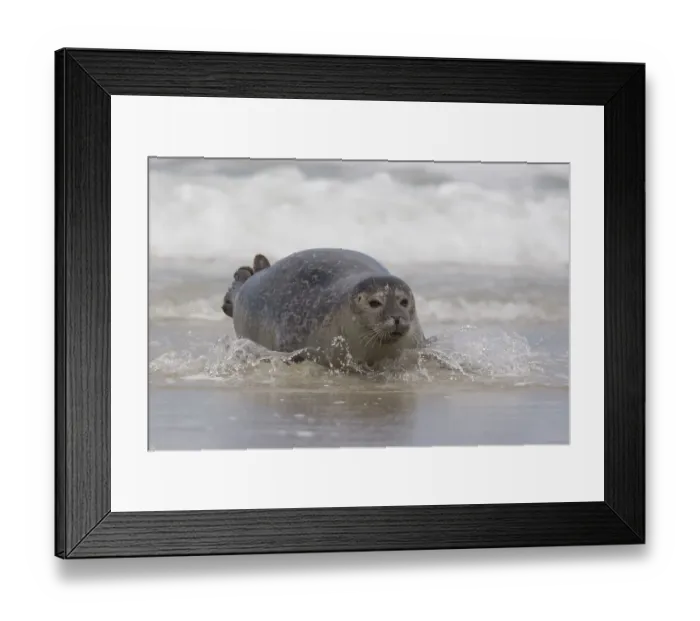 Framed Print : Common seal crawling onto the beach Framed Print : Common seal crawling onto the beach