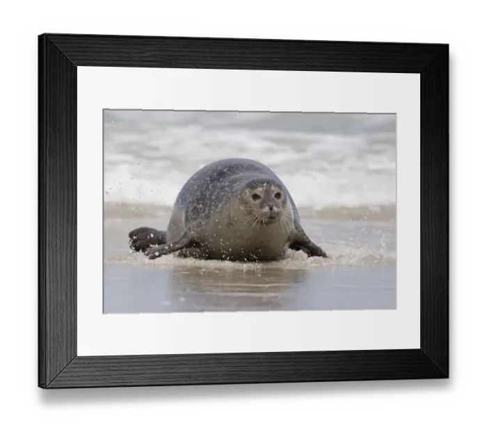 Framed Print : Common seal crawling onto the beach