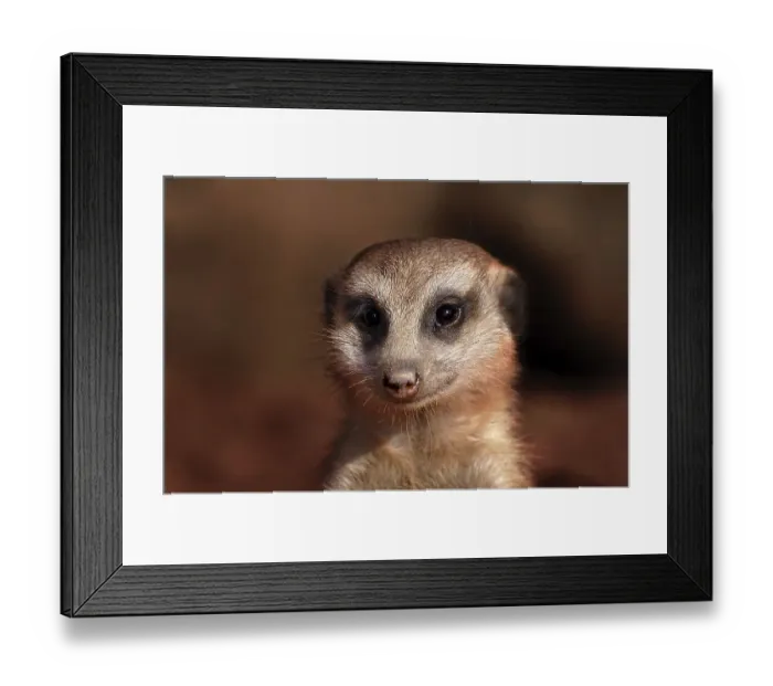 Framed Print : Meerkat looking funny and curiously Framed Print : Meerkat looking funny and curiously