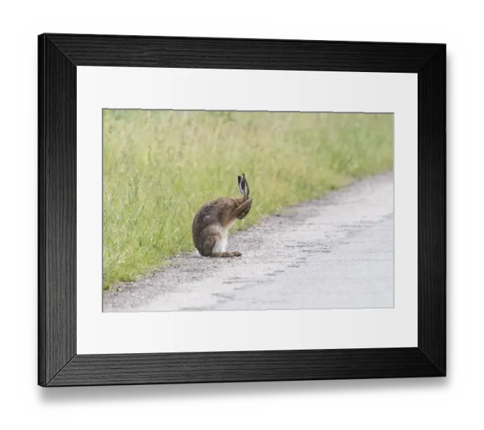 Framed Print : European hare (Lepus europaeus)