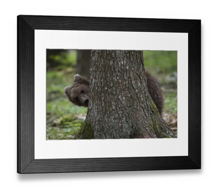 Framed Print : Brown bear (Ursus arctos), young animal in the forest
