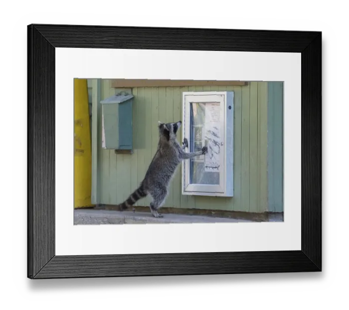 Framed Print : Raccoon (Procyon lotor) standing Framed Print : Raccoon (Procyon lotor) standing