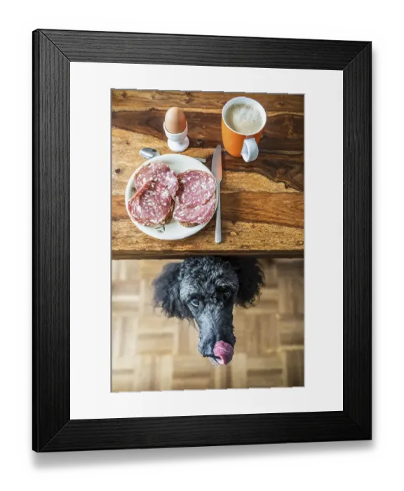 Framed Print : Poodle under the table begging for food