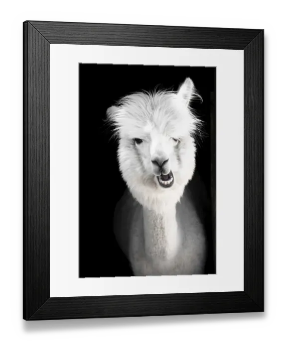 Framed Print : Funny white alpaca (Vicugna pacos) Framed Print : Funny white alpaca (Vicugna pacos)