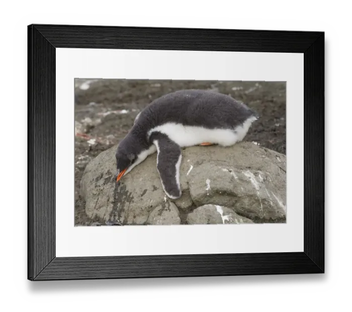 Framed Print : Gentoo Penguin (Pygoscelis papua) chick in downy feathers