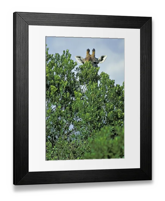 Framed Print : Head of a Masai-giraffe behind a bush - Masai Mara - Kenya