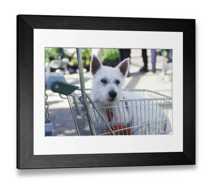 Framed Print : White terrier in shopping cart Framed Print : White terrier in shopping cart