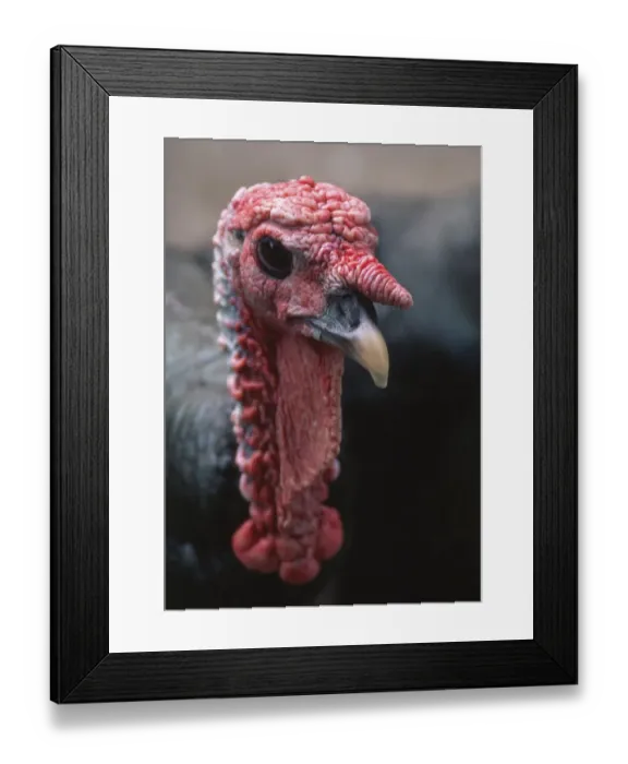 Framed Print : Turkey, Asia Framed Print : Turkey, Asia
