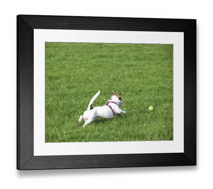 Framed Print : Dog playing with a yellow ball Framed Print : Dog playing with a yellow ball