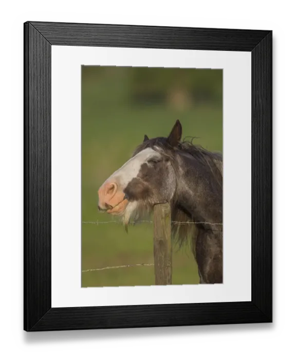 Framed Print : Horse resting its head on a fence post