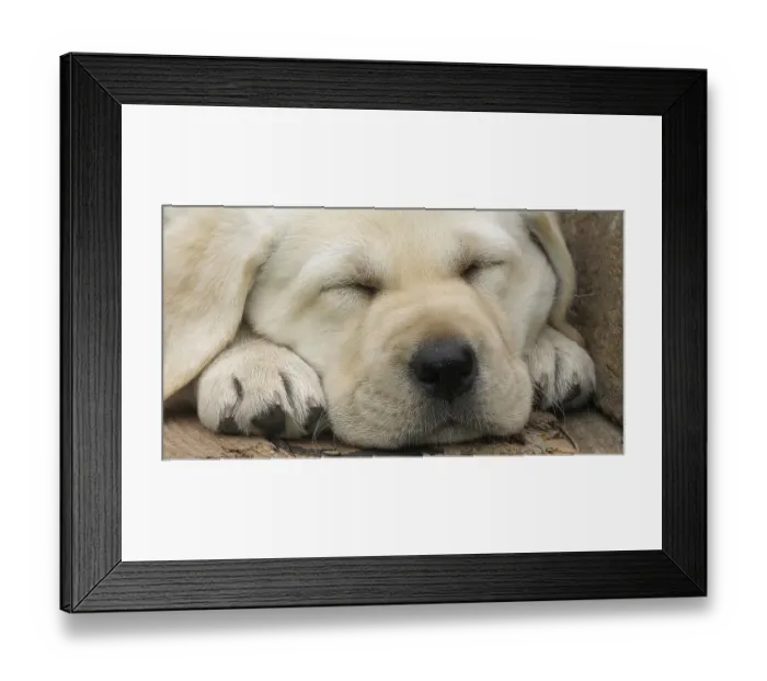Framed Print : Labrador Retriever, Yellow Puppy sleeping in a Wheelbarrow Framed Print : Labrador Retriever, Yellow Puppy sleeping in a Wheelbarrow