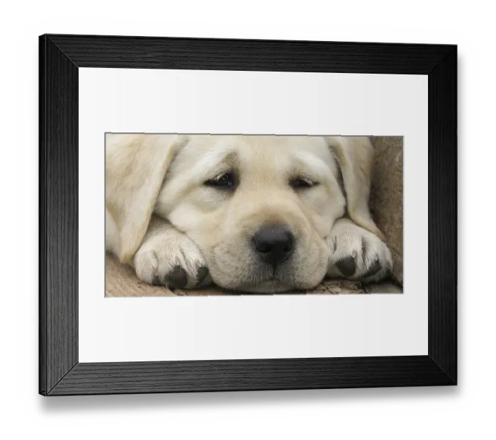 Framed Print : Labrador Retriever, Yellow Puppy sleeping in a Wheelbarrow