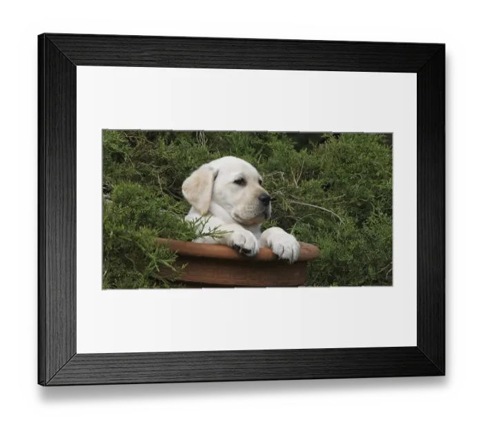 Framed Print : Yellow Labrador Retriever, Puppy Playing in a Flowerpot
