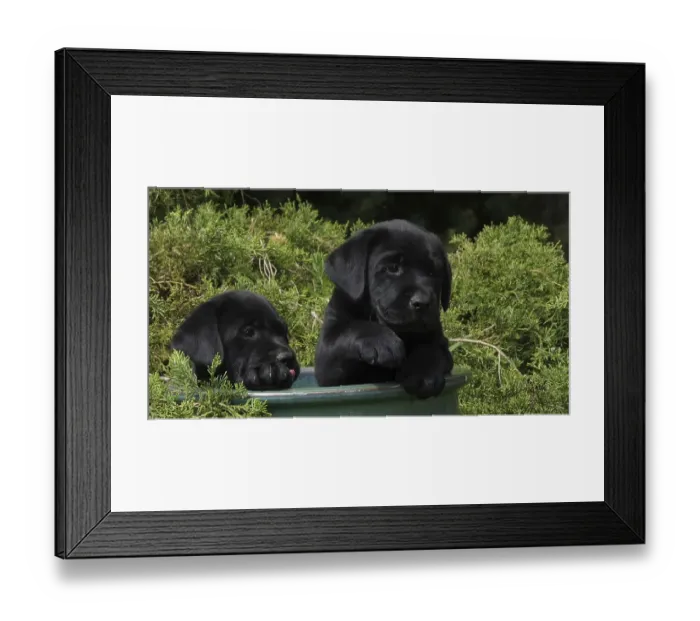 Framed Print : Black Labrador Retriever, Puppies Playing in a Flowerpot Framed Print : Black Labrador Retriever, Puppies Playing in a Flowerpot