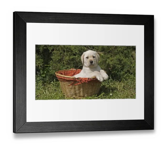 Framed Print : Yellow Labrador Retriever, Puppy Playing in a Basket