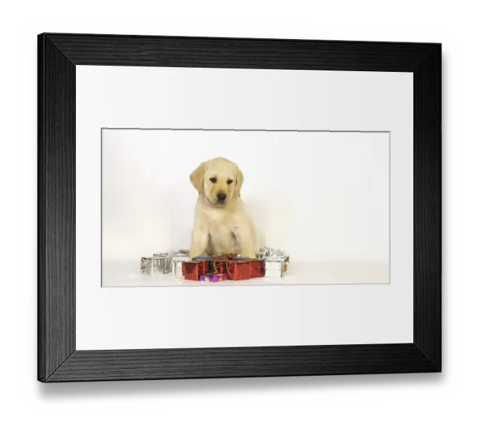 Framed Print : Yellow Labrador Retriever, Puppy and Gifts on White Background