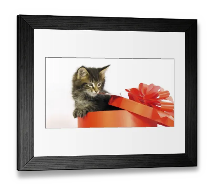 Framed Print : Brown Blotched Tabby Maine Coon