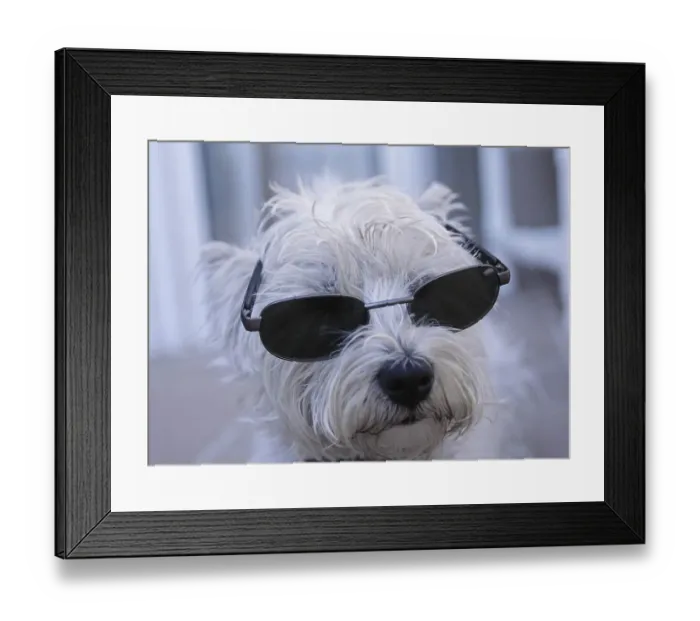 Framed Print : West Highland White Terrier with sun glasses