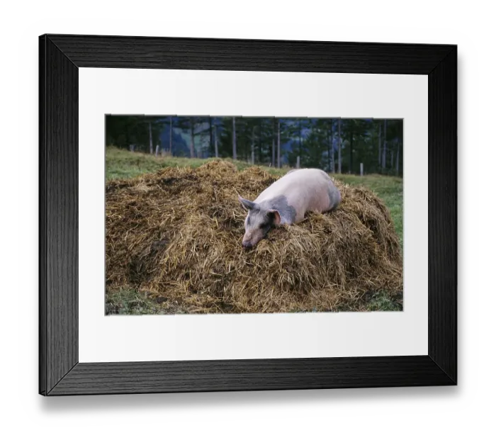 Framed Print : Lucky pig lying on a dunghill near Grindelwald Framed Print : Lucky pig lying on a dunghill near Grindelwald