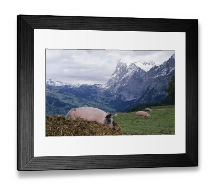 Framed Print : Lucky pig on a dunghill near Grindelwald Framed Print : Lucky pig on a dunghill near Grindelwald