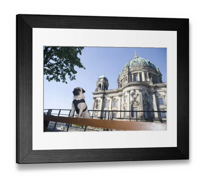 Framed Print : Young pug in front of the cathedral in Berlin Framed Print : Young pug in front of the cathedral in Berlin