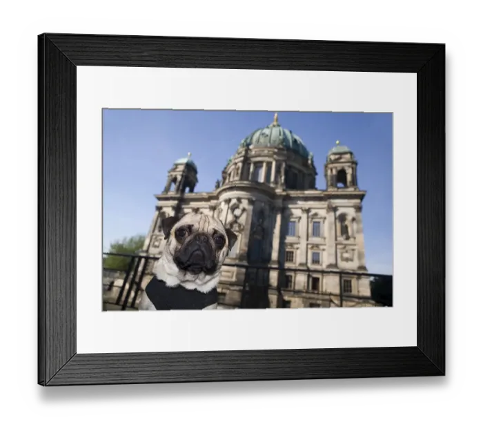 Framed Print : Young pug in front of the cathedral in Berlin Framed Print : Young pug in front of the cathedral in Berlin