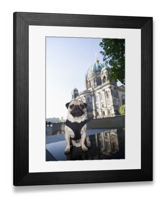 Framed Print : Young pug in front of the cathedral in Berlin Framed Print : Young pug in front of the cathedral in Berlin