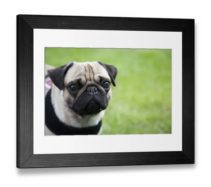 Framed Print : Portrait of a young pug on a meadow Framed Print : Portrait of a young pug on a meadow