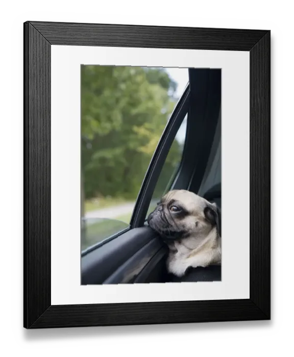 Framed Print : A young pug on the back seat of a driving car is looking out of the window