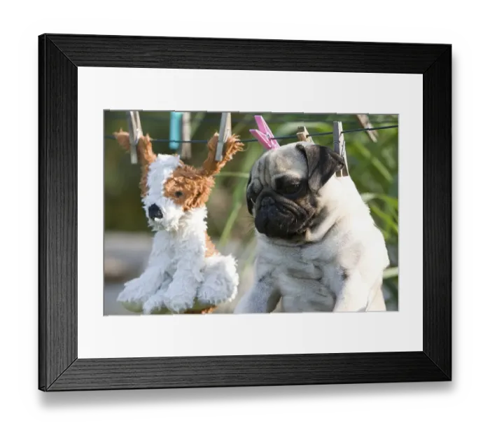 Framed Print : A pug and its freshly washed toy on the laundry line Framed Print : A pug and its freshly washed toy on the laundry line