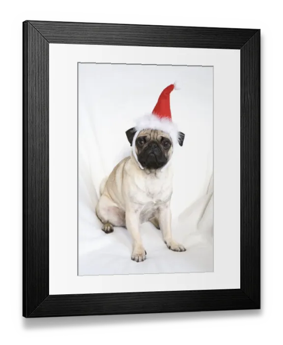 Framed Print : Young pug wearing Santa hat Framed Print : Young pug wearing Santa hat