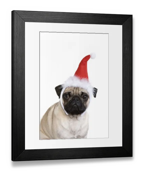 Framed Print : Young pug wearing Santa hat Framed Print : Young pug wearing Santa hat