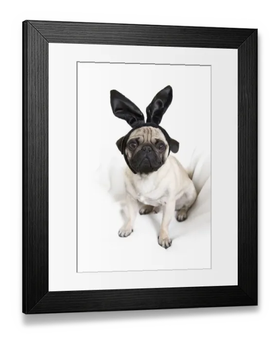 Framed Print : Young pug with black bunny ears