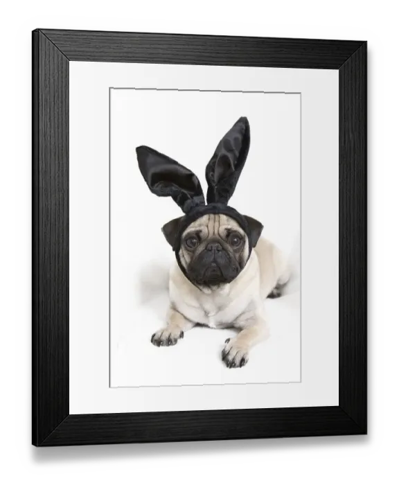 Framed Print : Young pug with black bunny ears Framed Print : Young pug with black bunny ears
