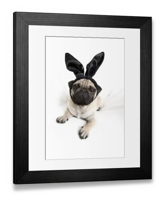 Framed Print : Young pug with black bunny ears Framed Print : Young pug with black bunny ears