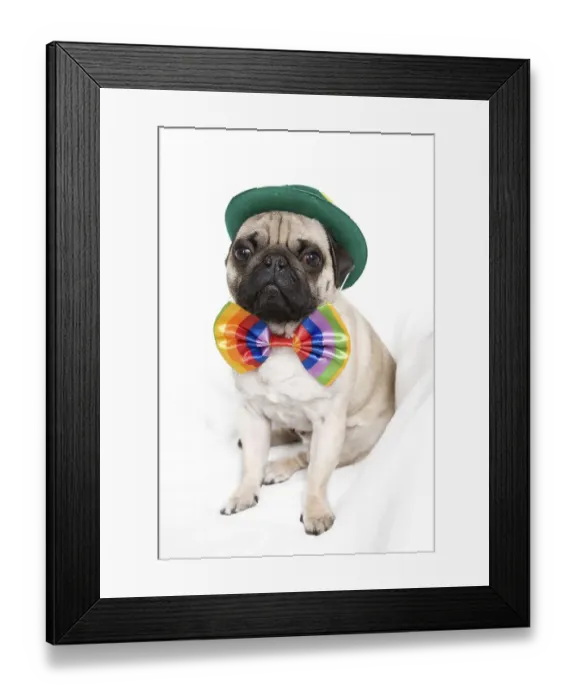 Framed Print : Young pug with a green hat and a colorful bow tie