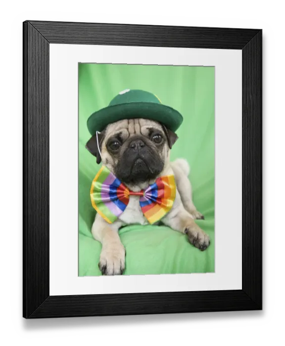 Framed Print : Young pug with a green hat and a colorful bow tie