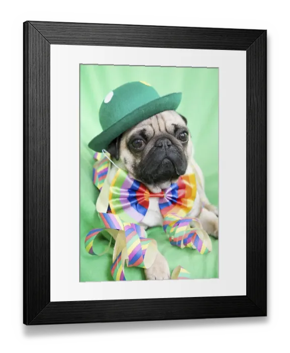 Framed Print : Young pug with a green hat, a colorful bow tie and streamers