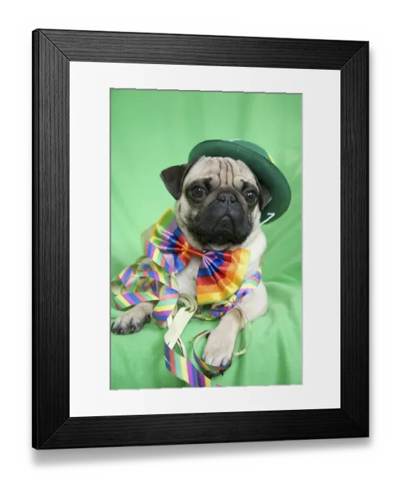 Framed Print : Young pug with a green hat, a colorful bow tie and streamers Framed Print : Young pug with a green hat, a colorful bow tie and streamers