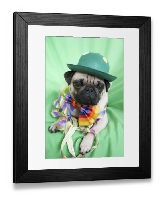 Framed Print : Young pug with a green hat, a colorful bow tie and streamers Framed Print : Young pug with a green hat, a colorful bow tie and streamers