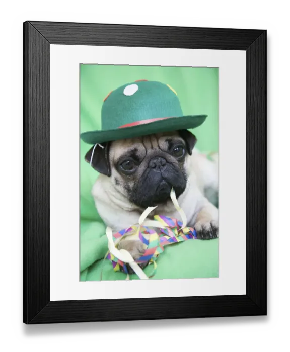 Framed Print : Young pug with a green hat lying on a green blanket and eating streamers