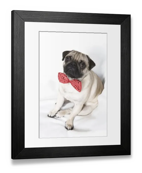 Framed Print : Young pug with red bow tie Framed Print : Young pug with red bow tie