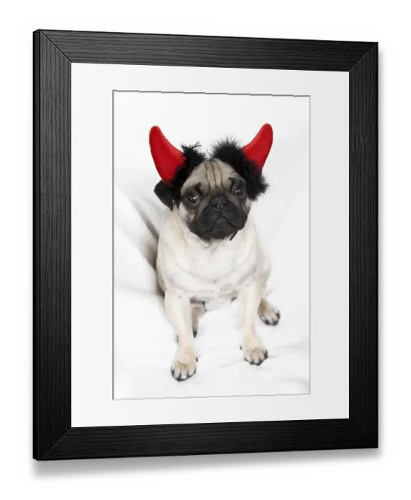 Framed Print : Young pug with devil's horns