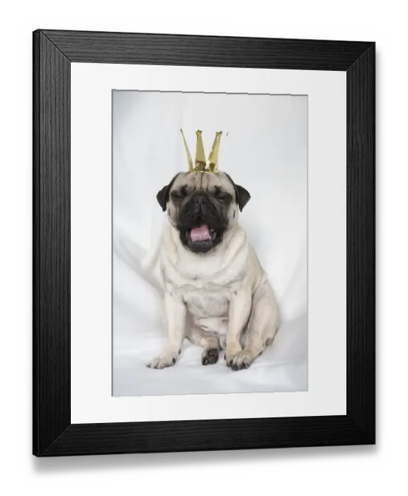 Framed Print : Young pug with crown yawning Framed Print : Young pug with crown yawning